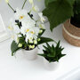 Niagara Fall orchidee wit